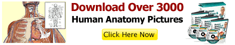 Coursera anatomy and phisiology